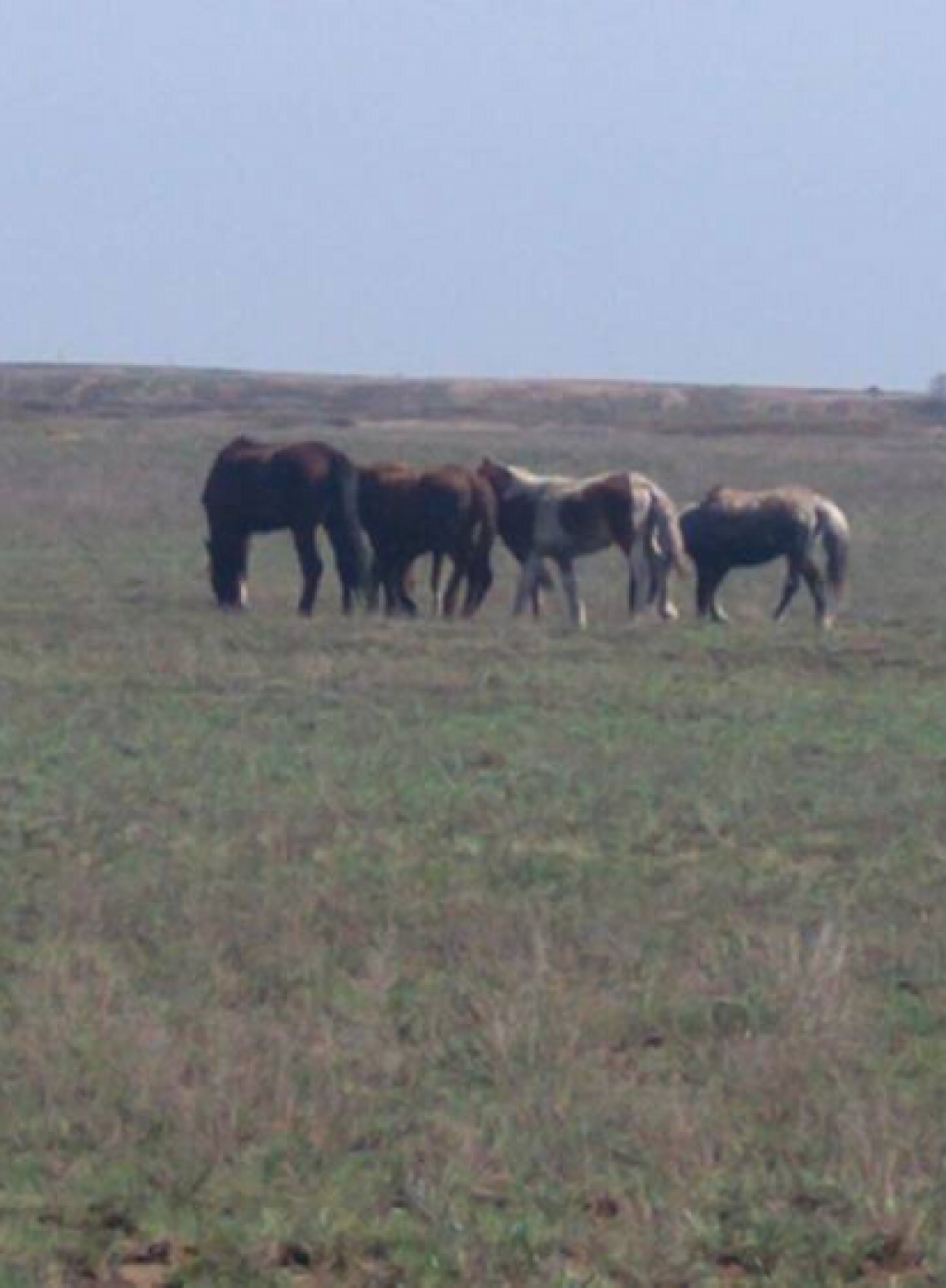 Пропавших лошадей нашли полицейские Карагандинской области