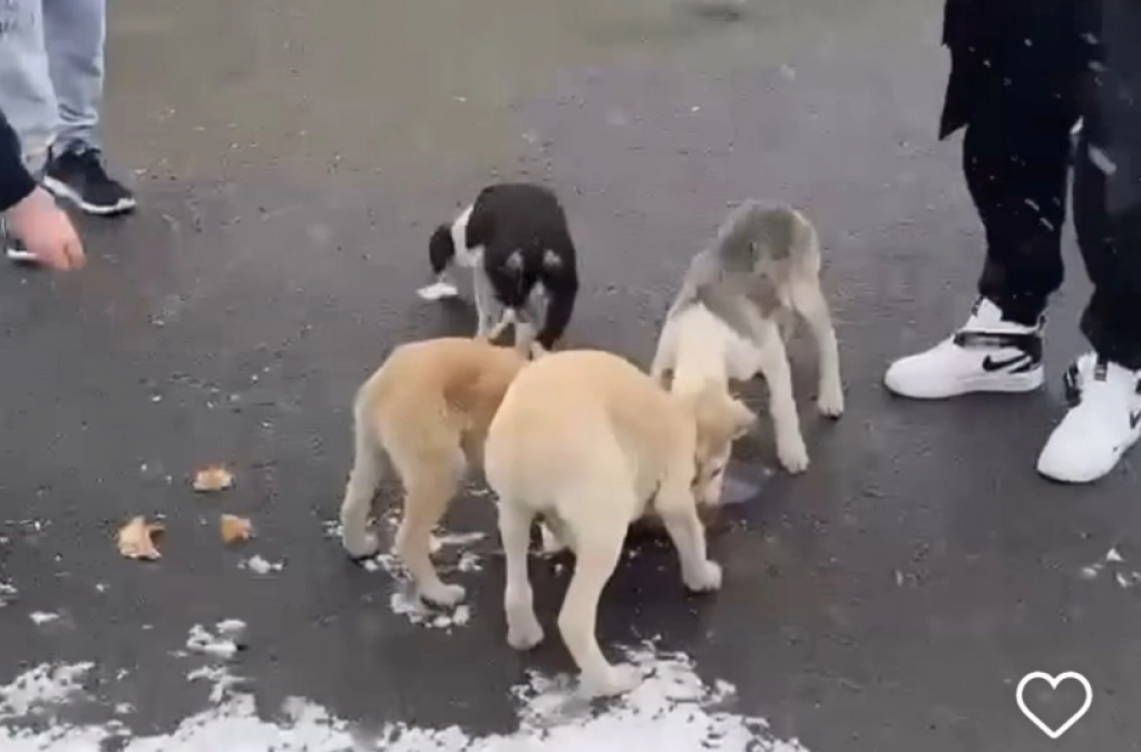 Поступок карагандинских спортсменов умилил Казнет