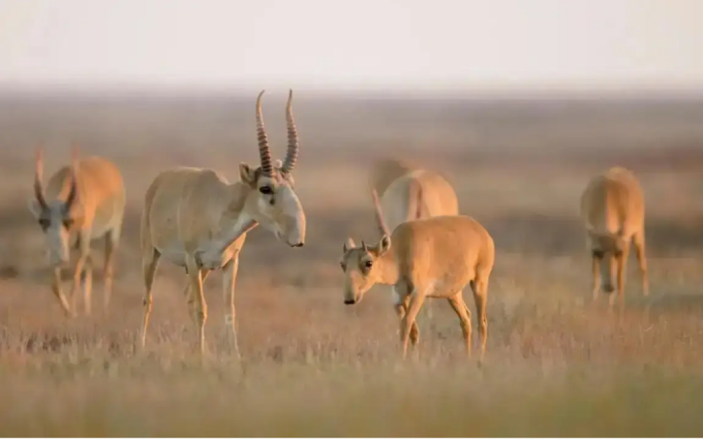 «Не называйте это убийством»: министр экологии об отстреле сайгаков
