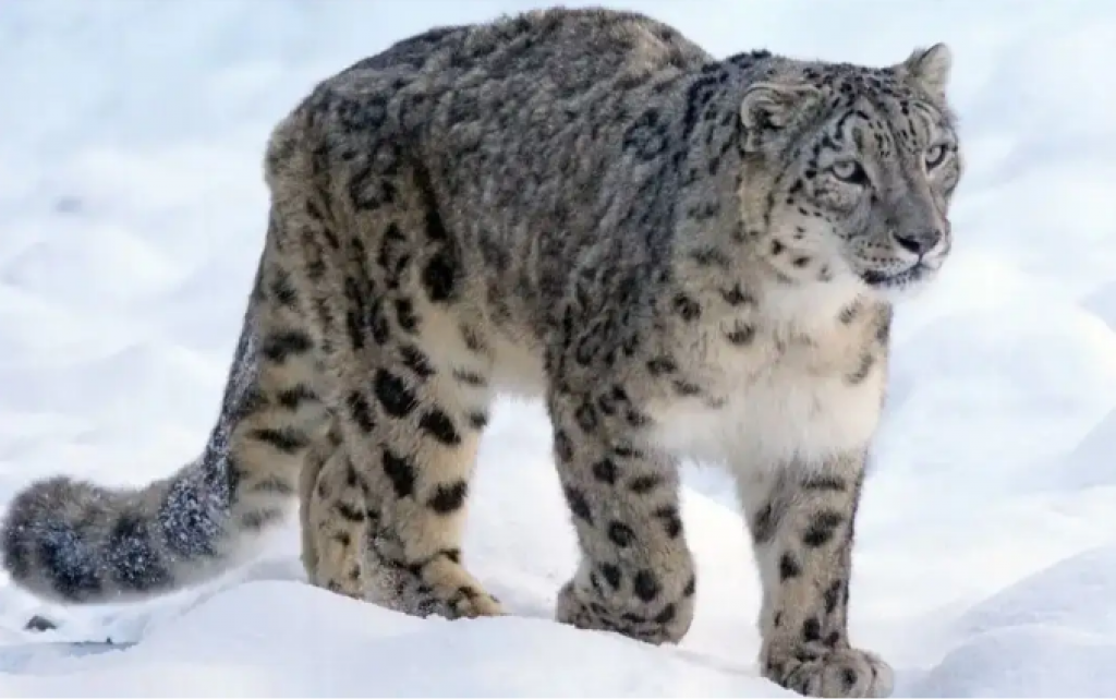 Снежные барсы могут повторить судьбу туранского тигра — Минэкологии РК