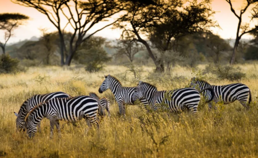 Карагандинцев приглашают отметить Международный день зебры