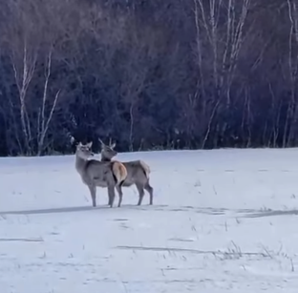 В Каркаралинском нацпарке в дикую природу выпустили маралов