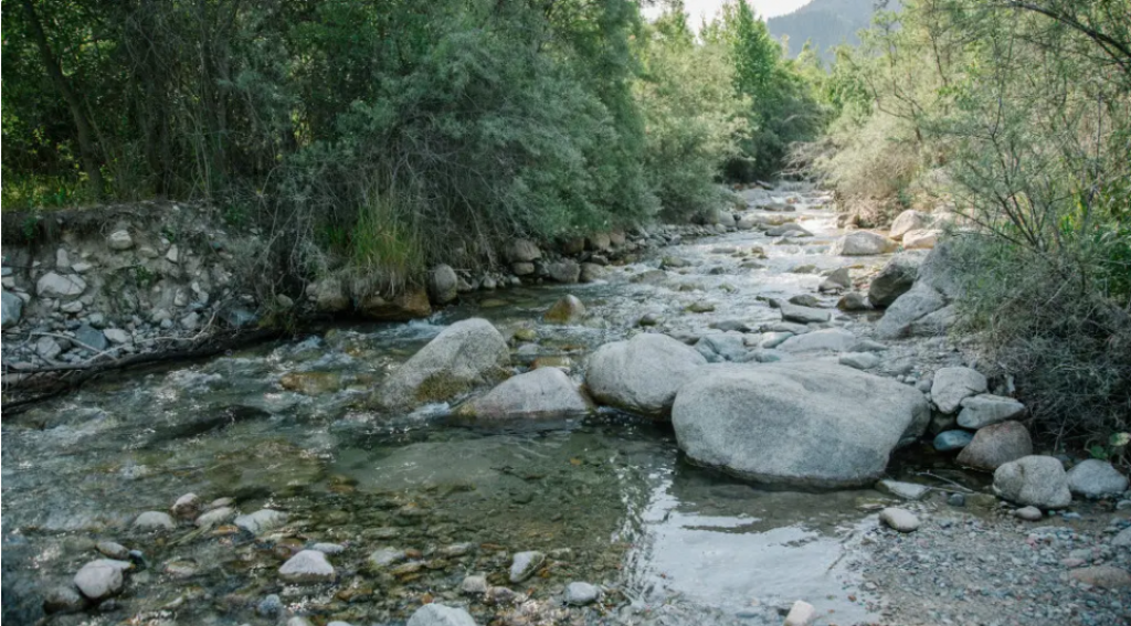 Новую национальную службу создадут в Казахстане