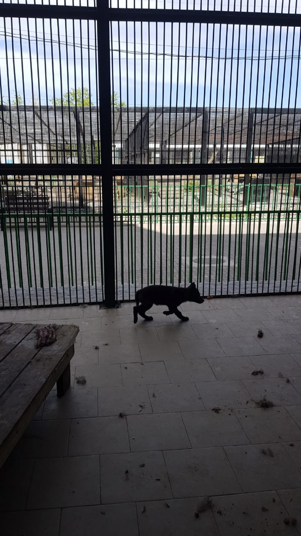 В карагандинском зоопарке родился канадский волчонок