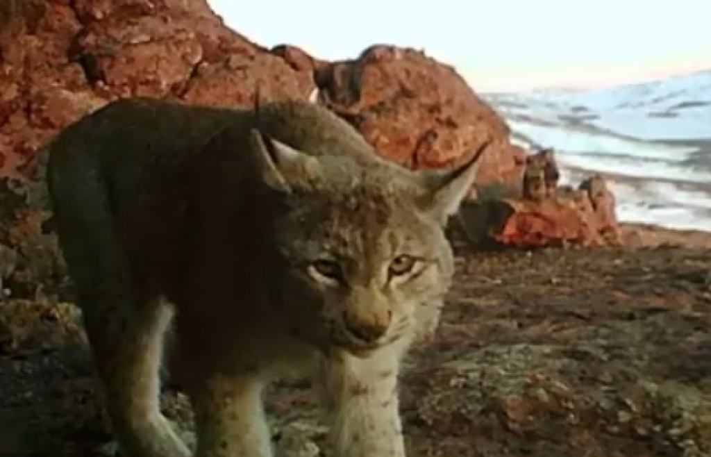 Дикая природа через объектив: карагандинец снимает редких животных с помощью фотоловушек