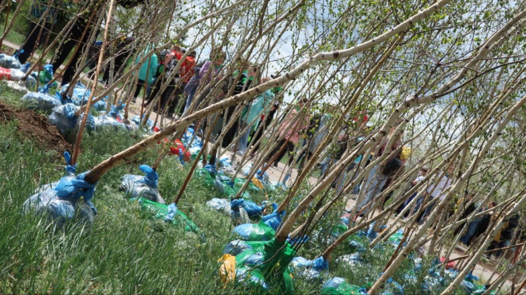 В Карагандинской области высадили более двух миллионов саженцев