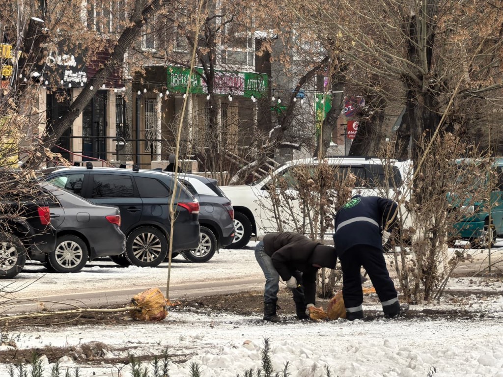 На проспекте Нуркена Абдирова в Караганде сажают 100 тополей