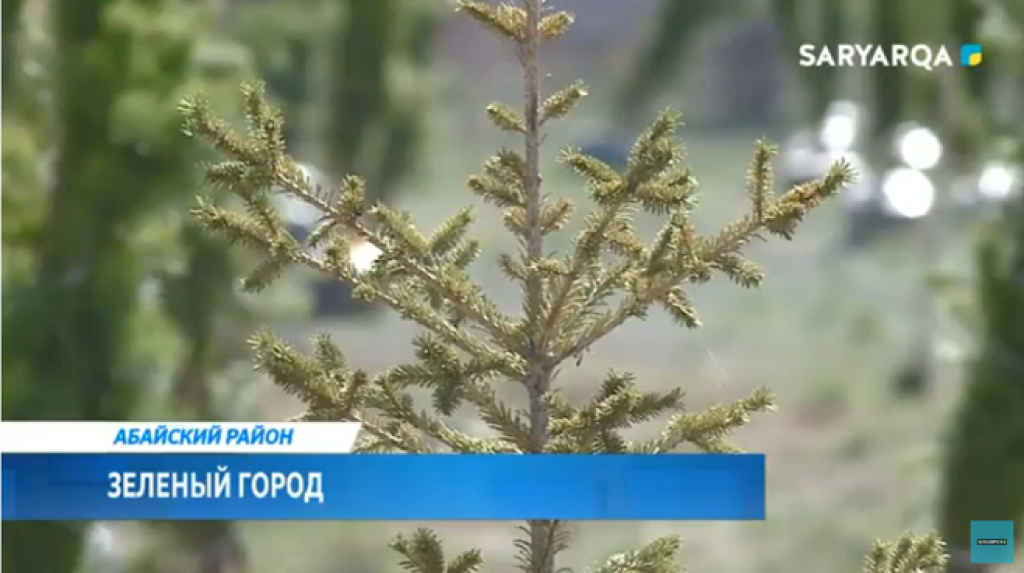 В Абайском районе посадили 500 саженцев ели