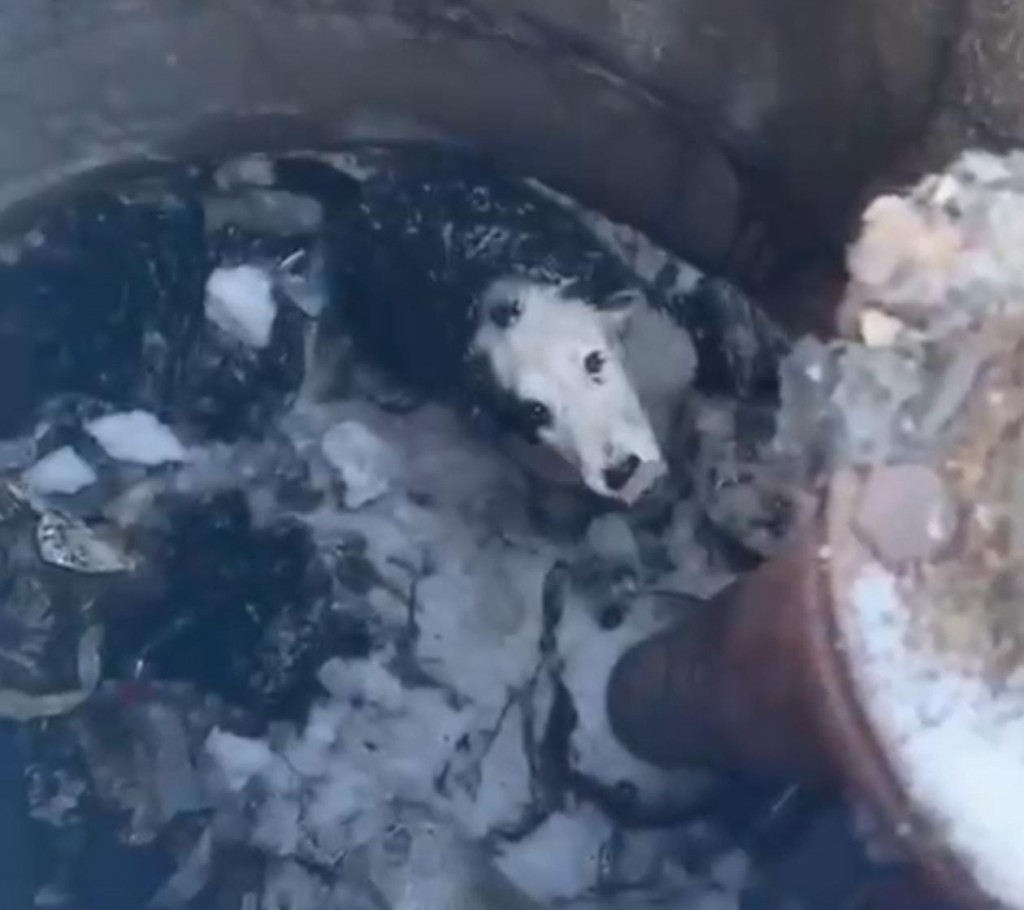 В Темиртау спасатели вытащили собаку из двухметрового колодца