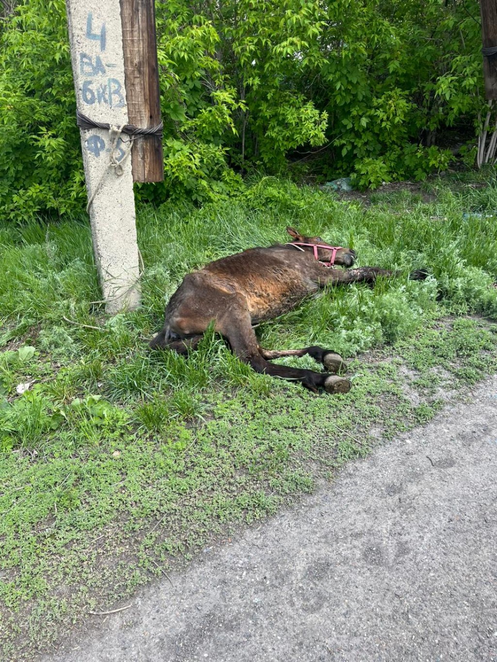 Состояние привязанного к столбу жеребёнка обеспокоило жителей одного из посёлков Карагандинской области
