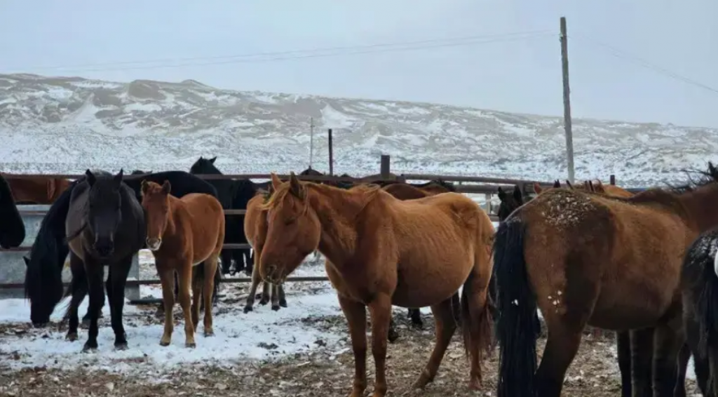 Четыре села в Карагандинской области закрыли на карантин из-за опасной инфекции
