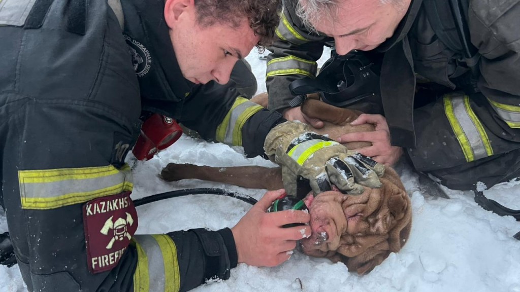 Өрт сөндірушілер Қарағандыдағы өрт кезінде көп қабатты үй мен үй жануарларының тұрғындарын құтқарды