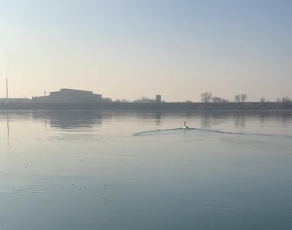 Қарағандыда құтқарушылар мұзда қалған аққуды босатты