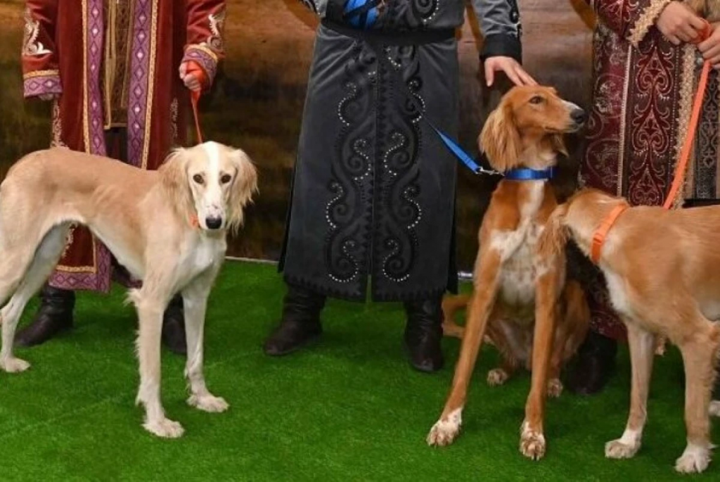 Породу «Казахский тазы» освободили от патентных монополий