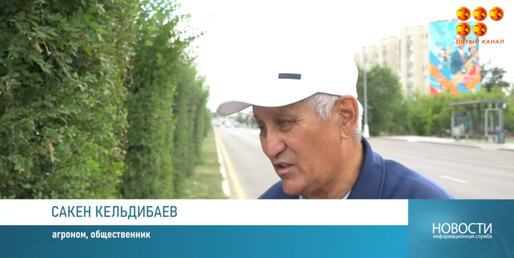 Көгалдандырушылар Республика даңғылындағы бұталарды жеңіл-желпі күйде қалдырды