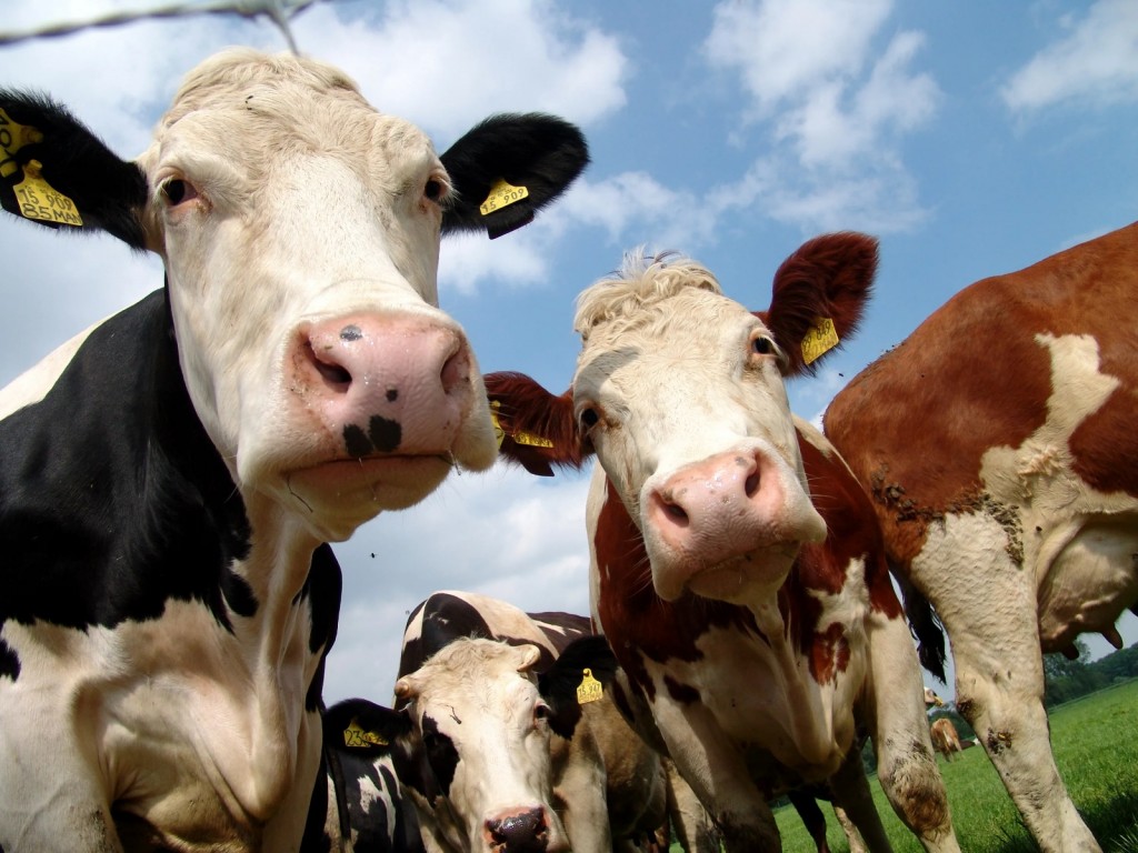 Ситуацию с бруцеллезом среди животных разъяснили в Карагандинской области