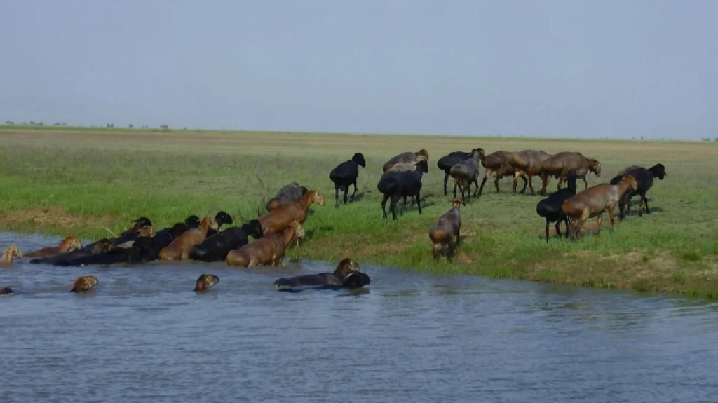 Как в Казахстане планируют развивать овцеводство
