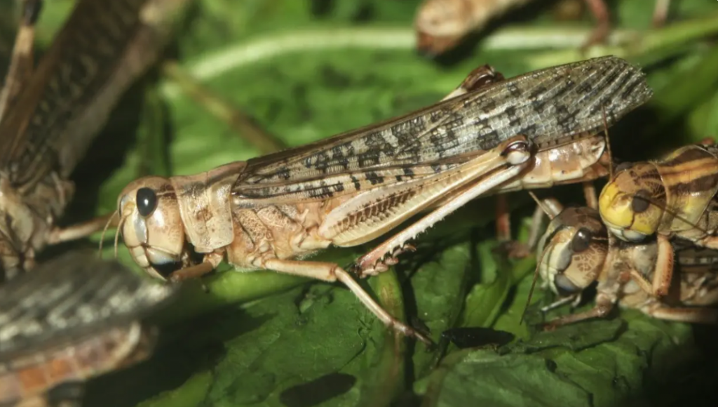 «Видео искажают реальную картину». В Минсельхозе Казахстана опровергли слухи о массовом нашествии саранчи