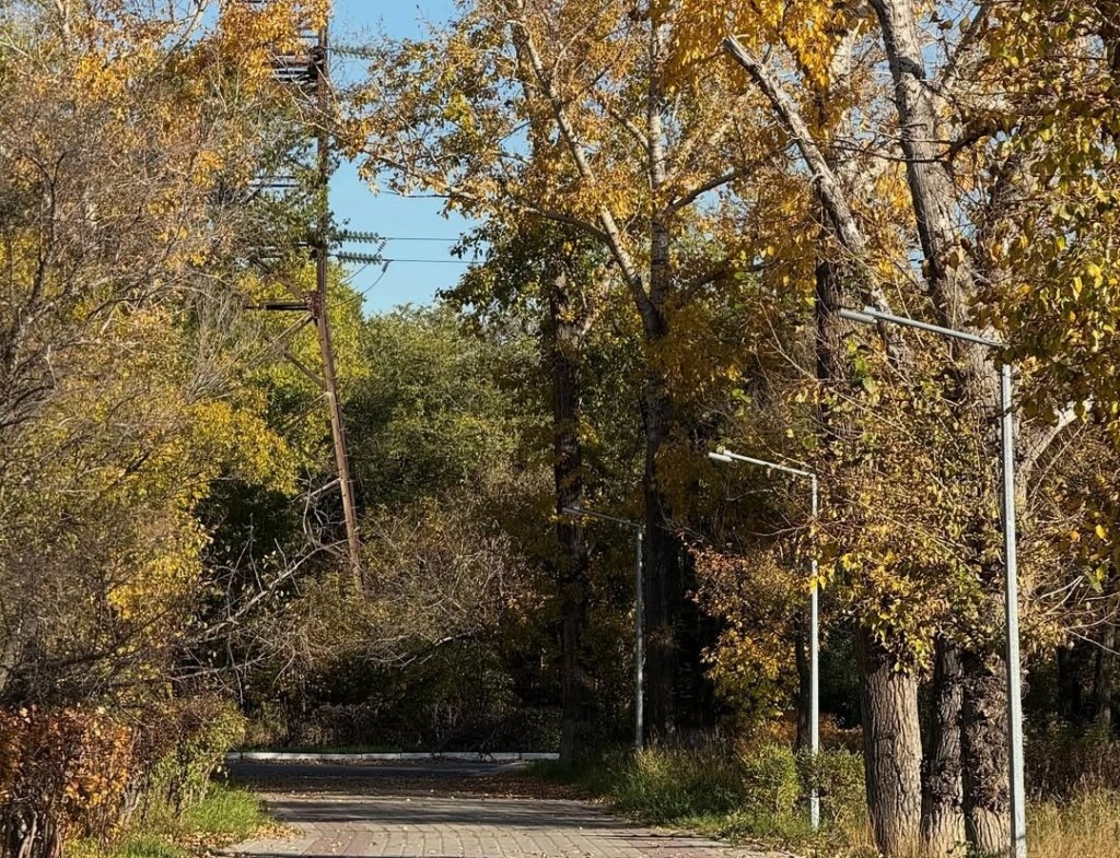 Үйлер болмайды: Қарағандыда орталық саябақтағы ағаштарды бұзу туралы түсініктеме берілді