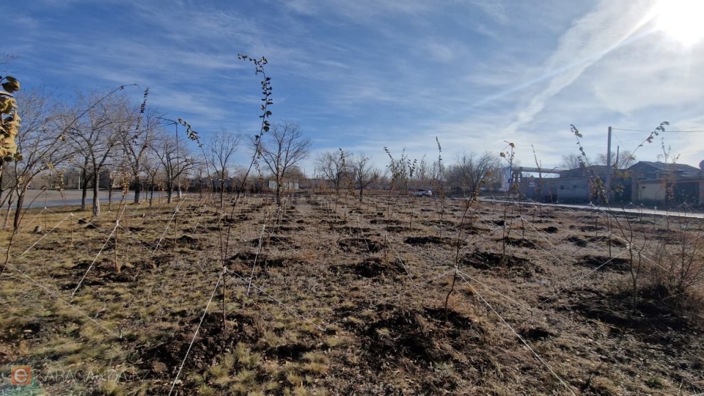 Қарағанды скверлерінің біріне қаза тапқандардың орнына қайың көшеттері отырғызылды