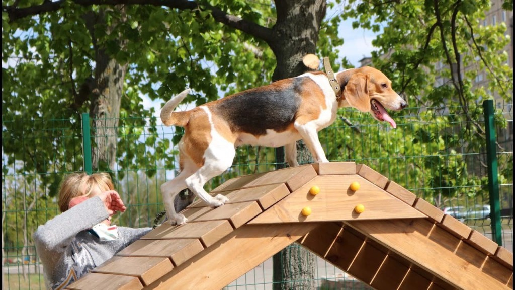 Где в Караганде можно выгуливать собак