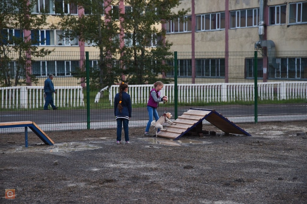 Восемь новых площадок для выгула собак появятся в Караганде в этом году