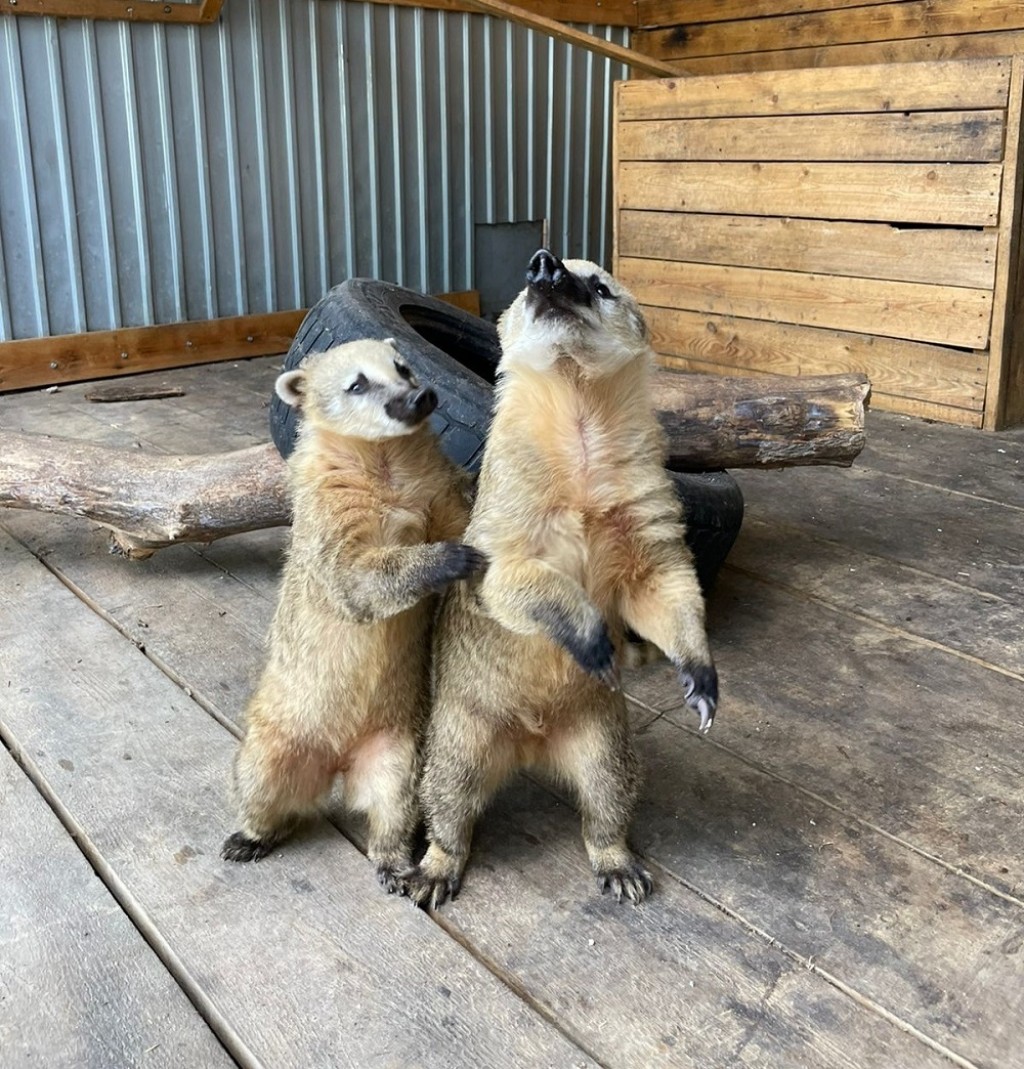 В Казахстане предлагают запретить зоопарки и цирки с животными