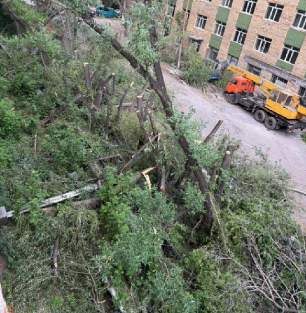 В Казахстане хотят по-новому рассчитывать ущерб за вырубку деревьев