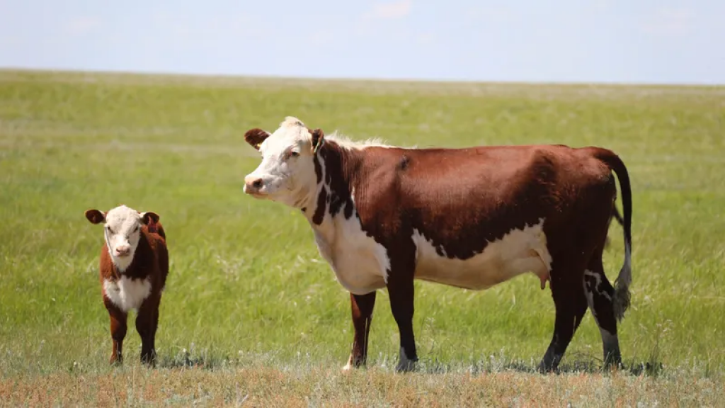 В Казахстане 1 августа стартует национальная сельскохозяйственная перепись
