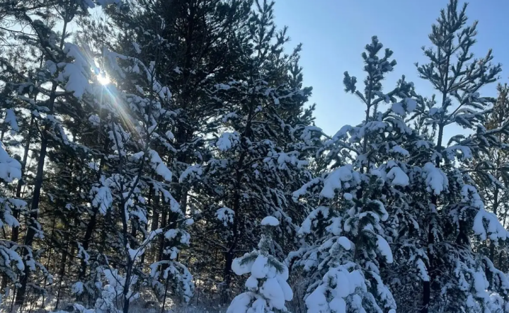 Лесистость Казахстана увеличилась на 1,2% с 1991 года