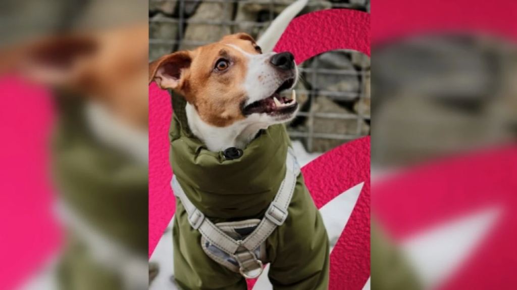 Пес-патриот из Казахстана поднимает лапу, когда слышит гимн