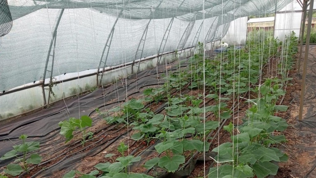 Теплица, пекарня и инватакси заработали благодаря программе «Ауыл аманаты» в Абайском районе