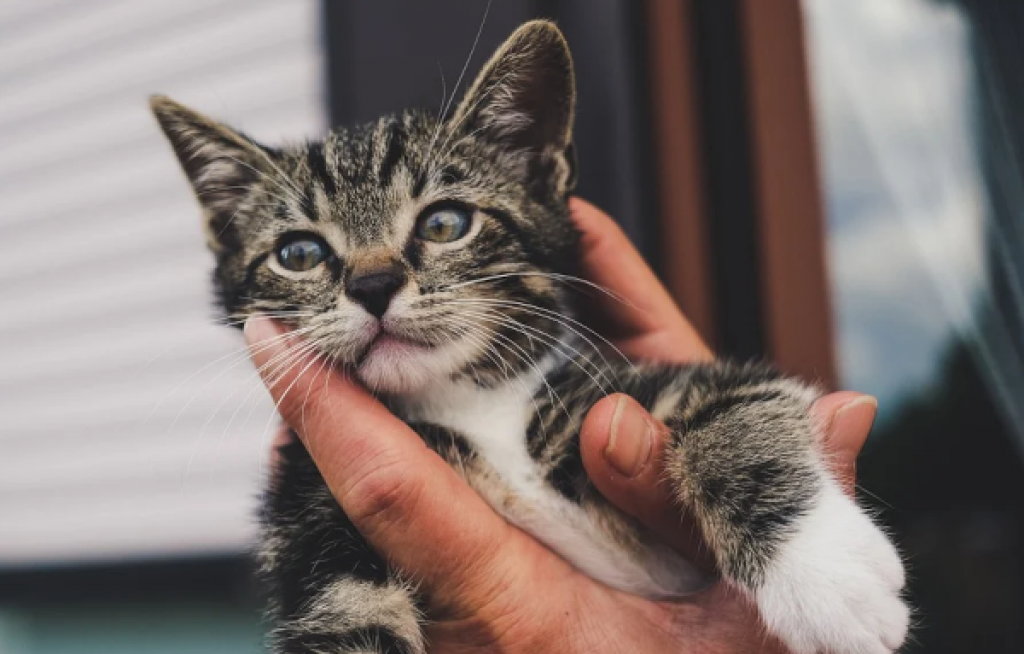 В Караганде открыли сбор корма для пострадавших в Абайской области домашних животных