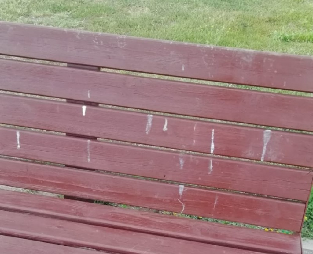 Голубиный беспредел: карагандинцы жалуются на грязь в одном из парков