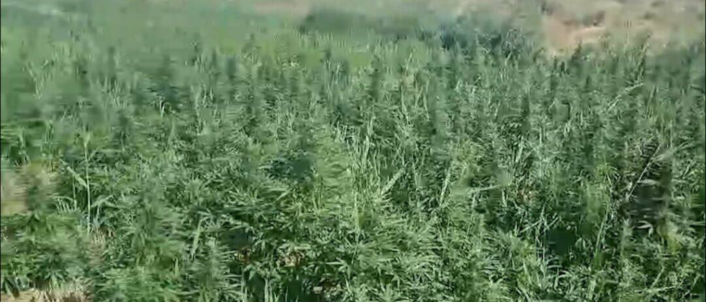 Қарасора: свыше 15 тонн наркотиков изъято из незаконного оборота