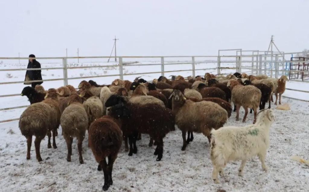 Крестьянское хозяйство закрыли на карантин в Карагандинской области