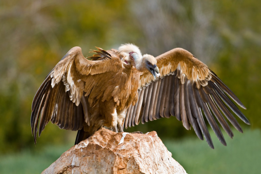 Ученые предложили пересмотреть список животных в Красной книге Казахстана
