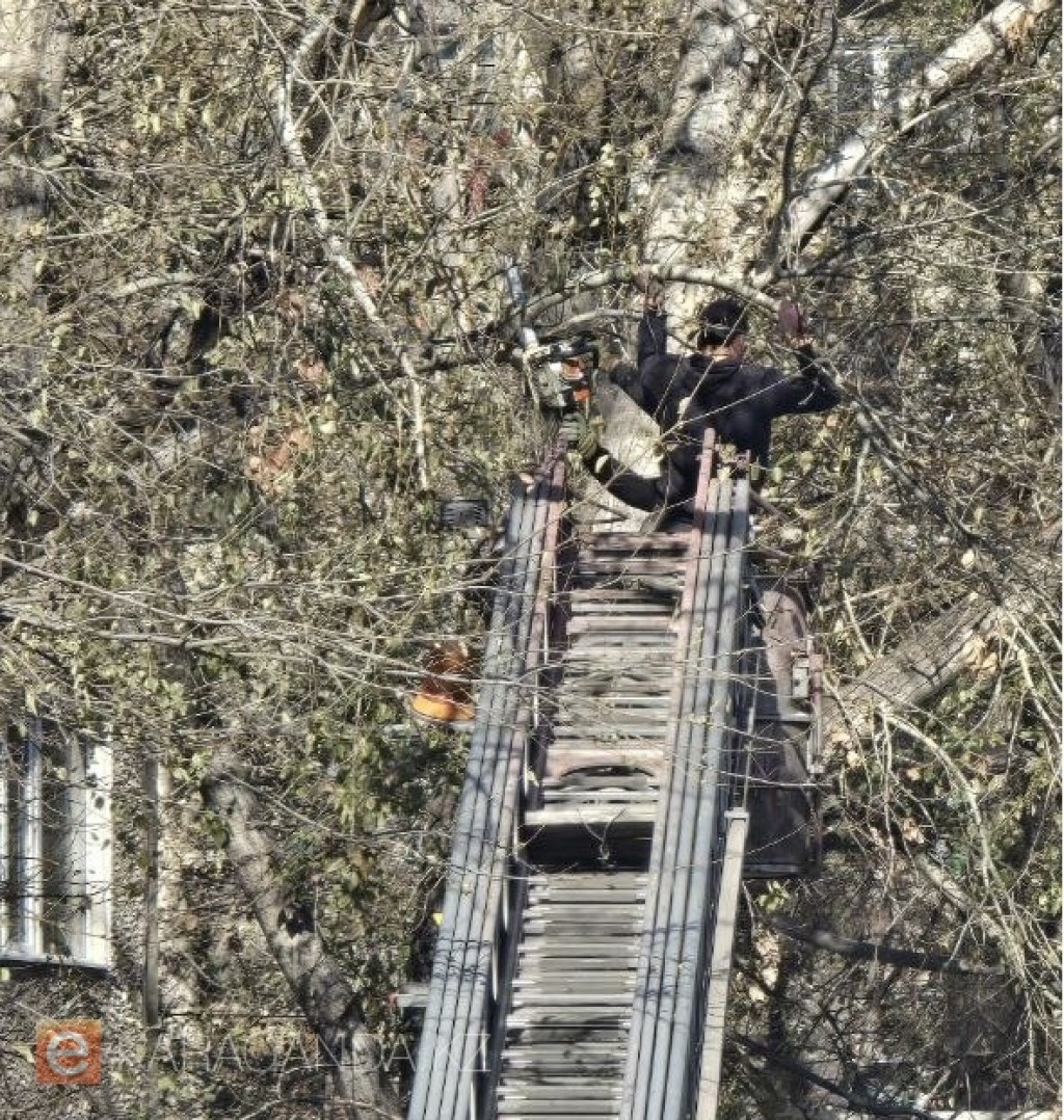 Вырубка деревьев в населенных пунктах: внесены изменения в правила