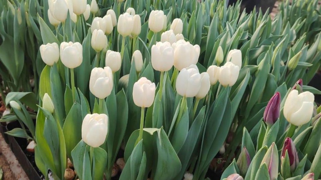 В балхашской теплице впервые зацвели тюльпаны