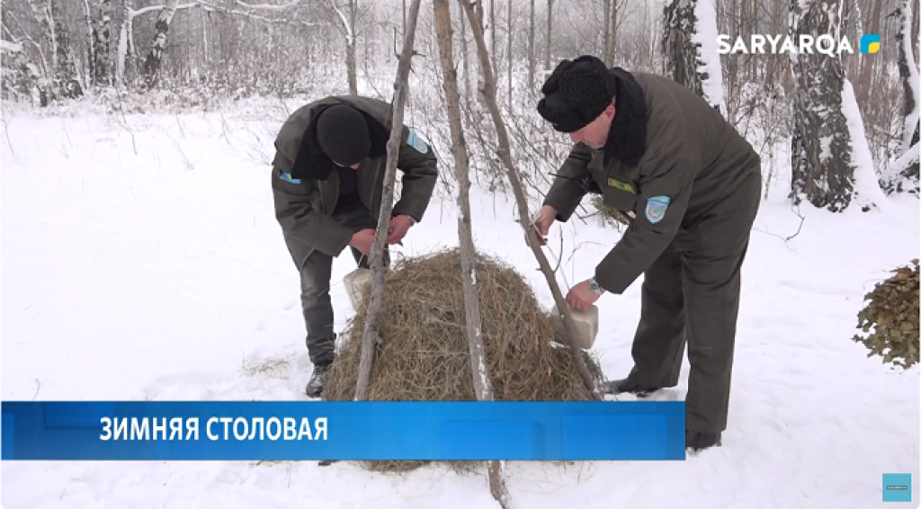 «Зимнюю столовую» для диких животных и птиц организовали в Карагандинской области работники лесхозов