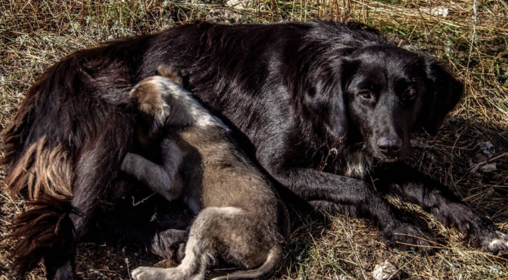 Жалаңаш Гайтананың порнофотосуреттері бар.