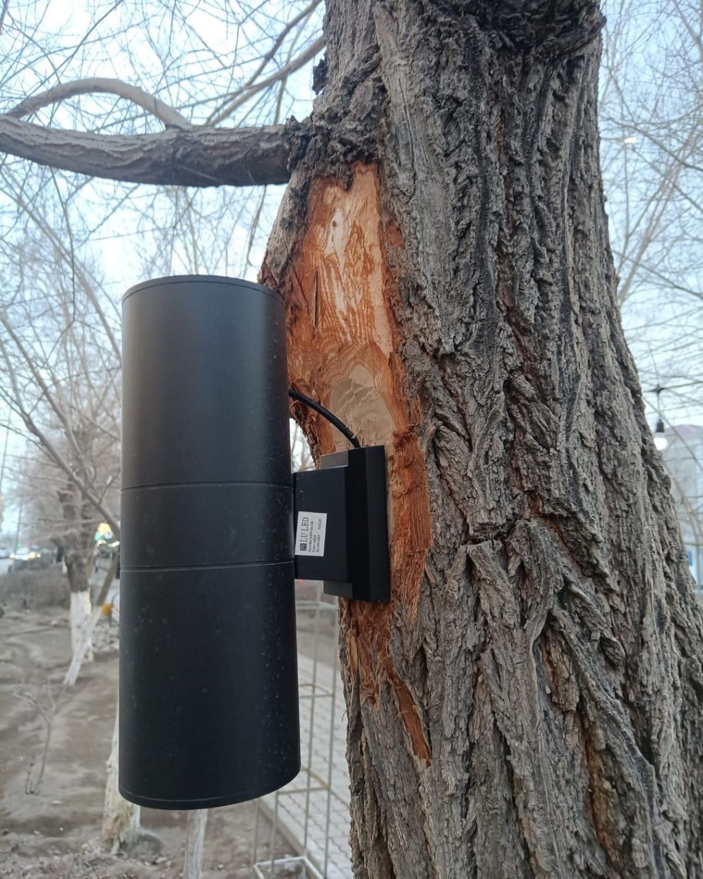 В Балхаше светильники решили прикрутить прямо к деревьям