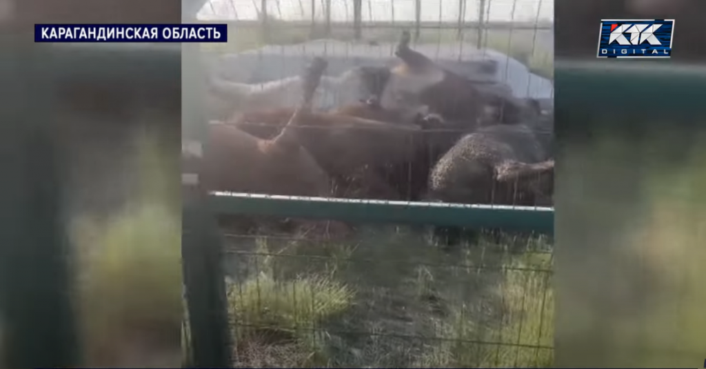 Туши мертвых коров напугали жителей Абая