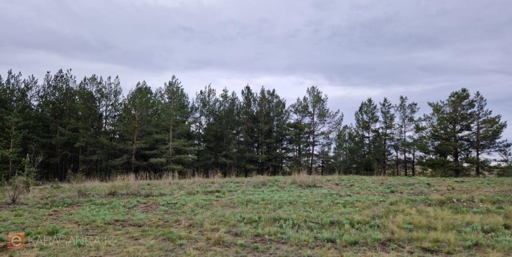 В Карагандинской области с 1 декабря усилят охрану за хвойными деревьями