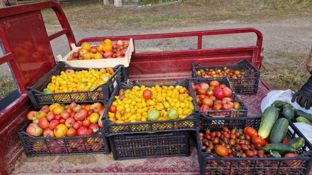 В Карагандинском зоопарке начали собирать урожай овощей для животных