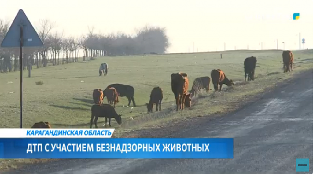 ДТП с участием безнадзорных животных: карагандинские дорожники совместно с полицией провели разъяснительную работу среди жителей села