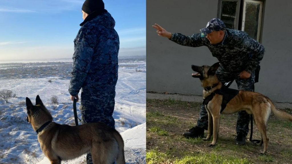 Қарағандының төрт аяқты полицейлері-заң мен ізгіліктің алдыңғы шебінде