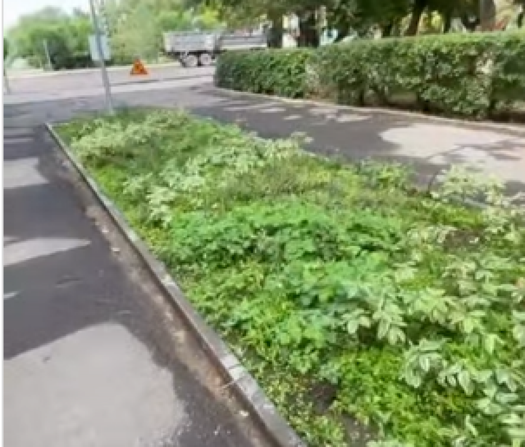 «Совесть закопали?» — в Караганде продолжают воровать цветы с клумб