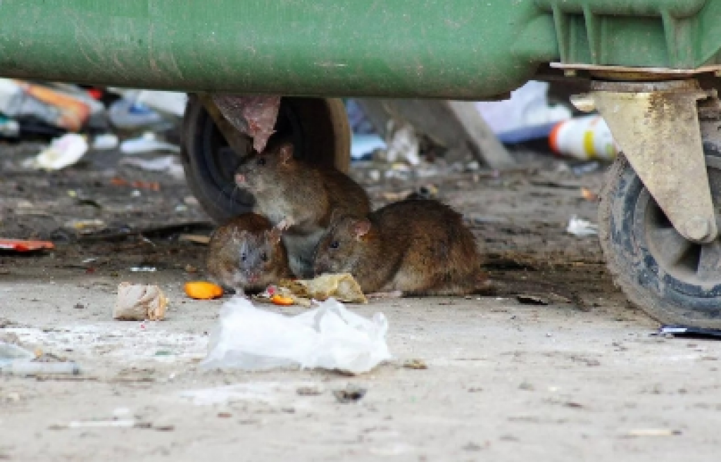 Крысы пугают жителей новостроек Караганды