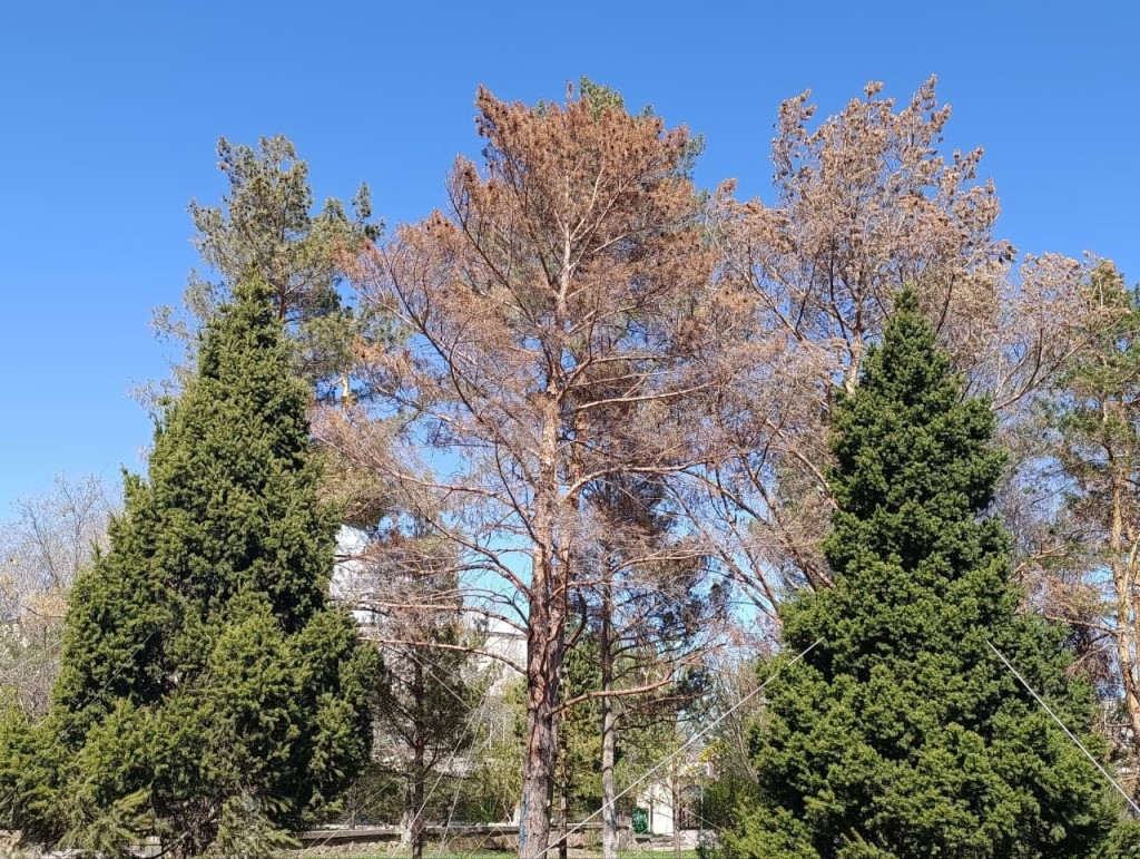 Не все прижились: в Караганде заменят часть пересаженных деревьев у цирка